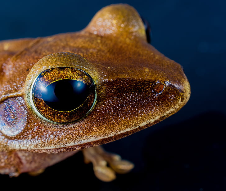 selective focus photography of brown frog