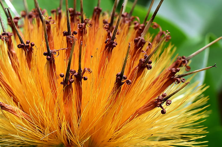 close up photography of flower