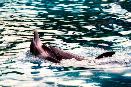 photo of dolphin in water