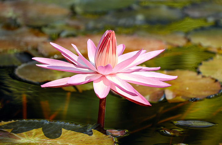 pink, flower, water lily, aquatic plant, pond plant, blossom