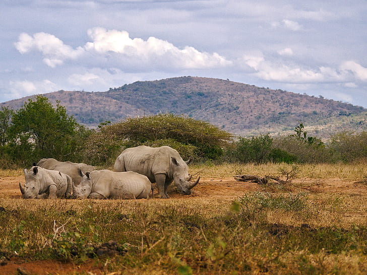 four gray rhinoceros on ground