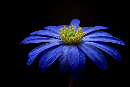 blue osteospermum flower selective focus photography
