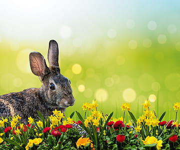 brown rabbit on flower field closeup photo