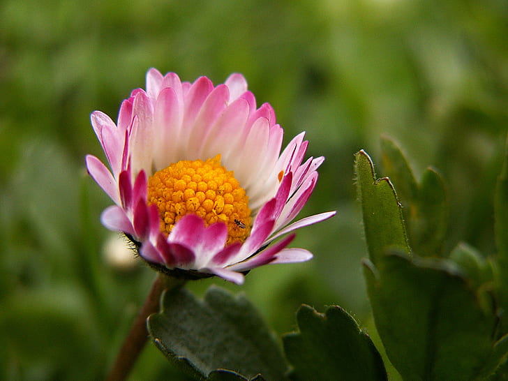 selective focus photography of half bloomed pink and white petaled flower