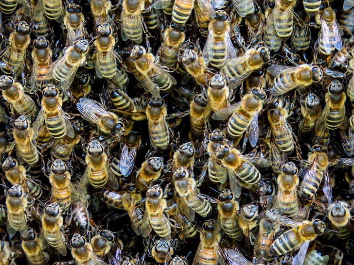 beehives photo