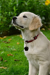golden retriever puppy on green grass