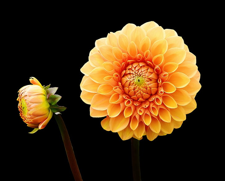 macro photography of yellow and orange flower