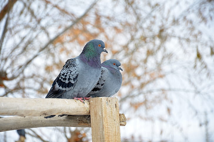 two rock doves on brown wooden stand