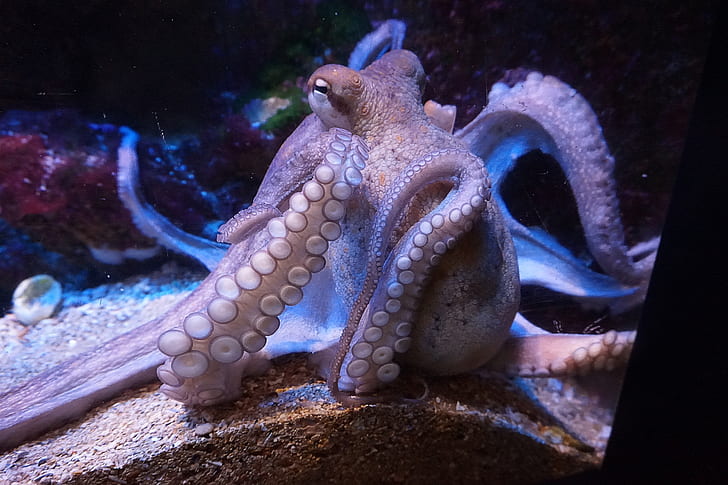 closeup photo of brown octopus