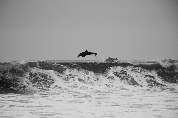 dolphin jumping on the ocean during day time