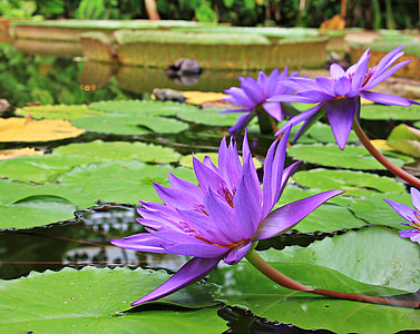 purple flowers and green plants on body of water