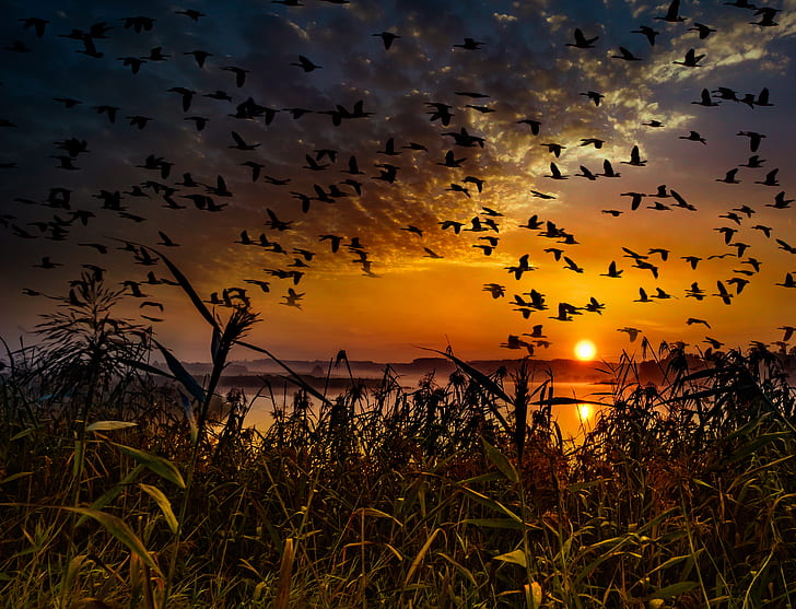 silhouette of flock of birds flying above body of water during golden hour