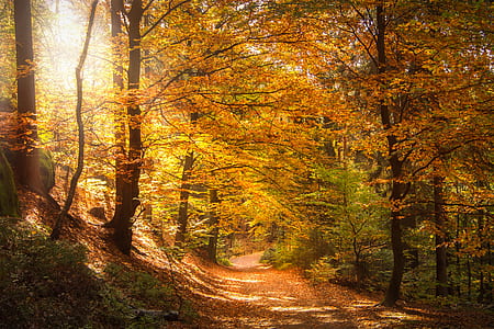 forest with yellow sunlight