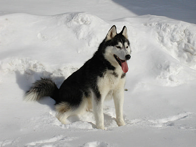 black and white Alaskan malamute sits on snowfield at daytime