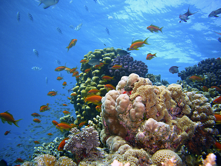 assorted fish in coral reef during daytime