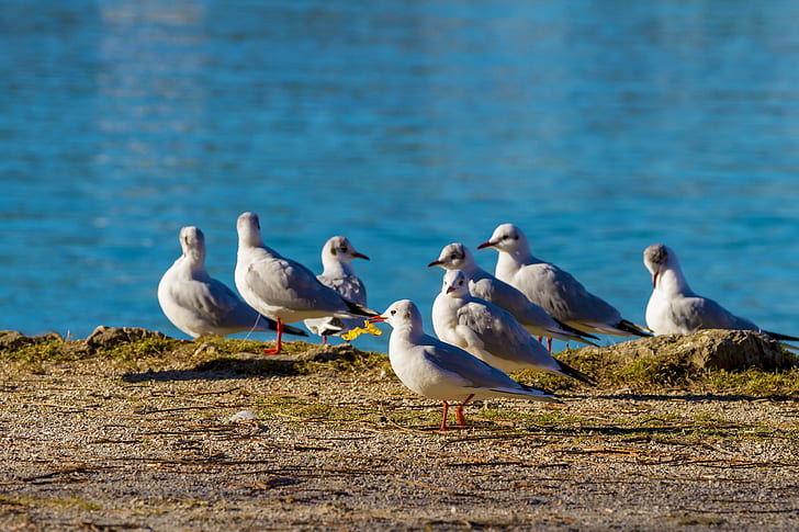 flock of white seagulls on rock surface