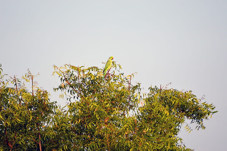 Green and Red Beaked Bird on Green Leaf Tree