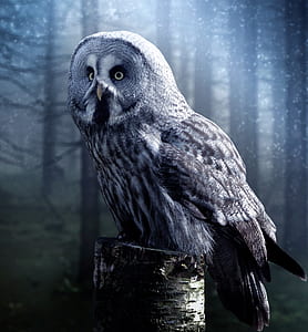 white and grey owl