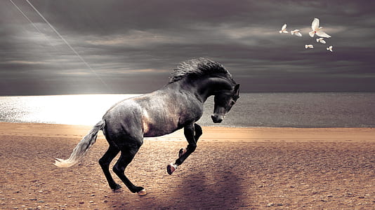black and white horse standing on brown sand