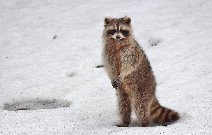 brown raccoons standing on snow