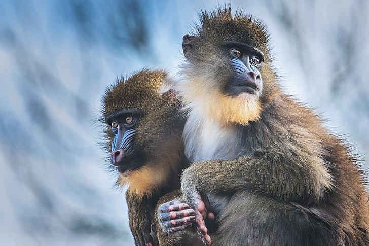 Closeup shot of Mandrill Monkeys