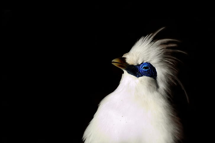 close-up photography of bali myna bird