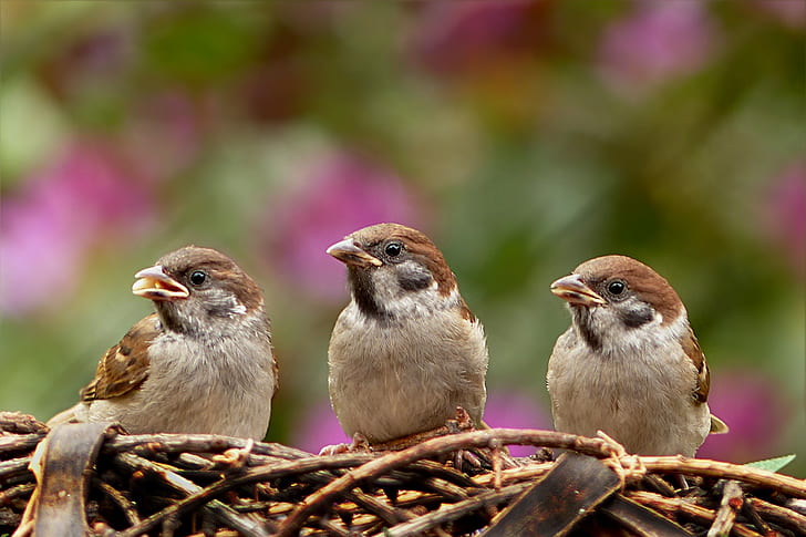 three brown sparrows on nest