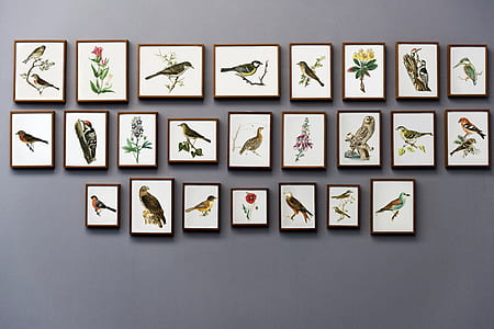 Bird Painting Wall