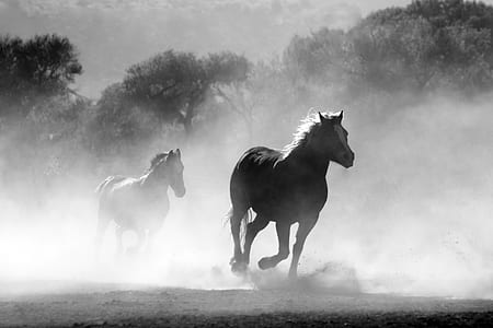 grayscale photography of two horses running