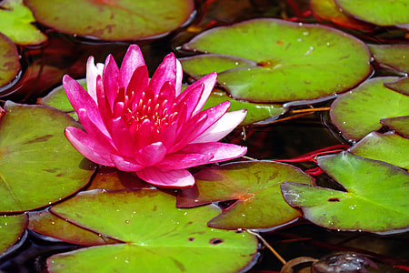 photo of pink lotus dragon