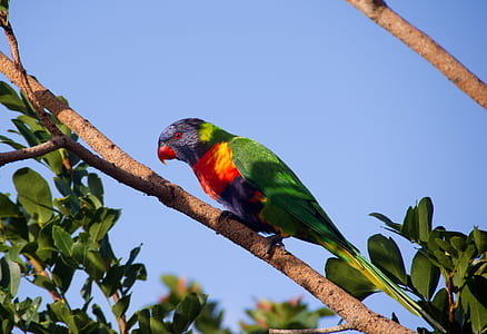 rainbow lorikeet perched on branch