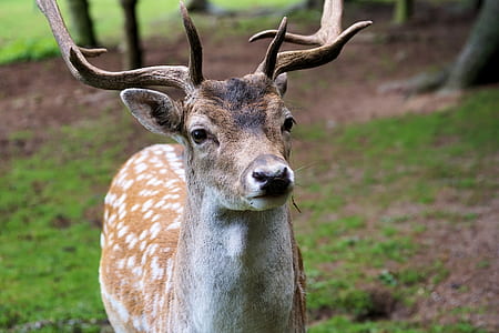 shallow focus photography of deer