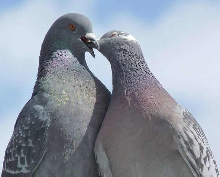two gray pigeons