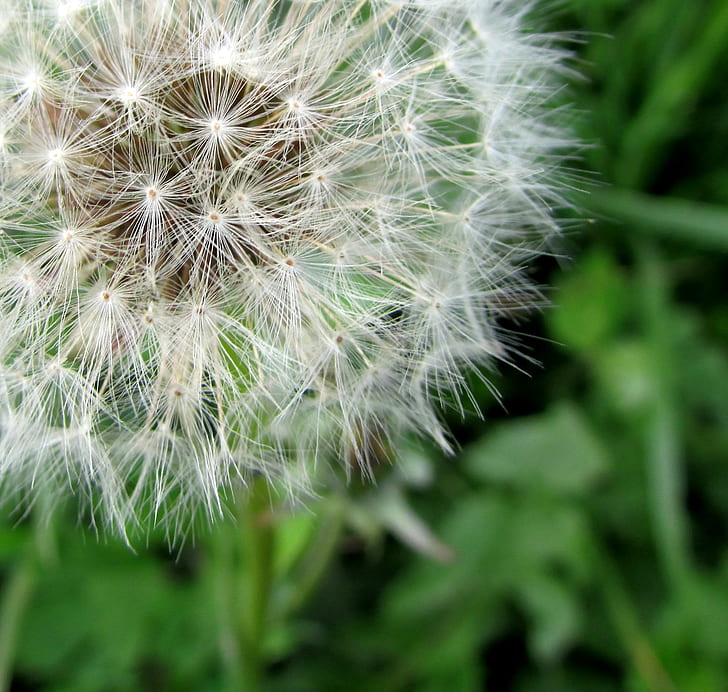close-up photo of dandelion