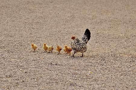 hen with five chicks