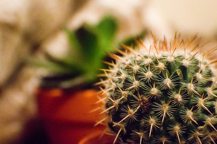 Orange and Green Cactus Plant in a Selective Focus Photography during Daytime