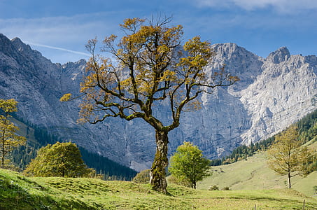 yellow leaf tree on green grass field near mountains