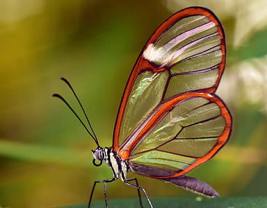 close-up photography of glasswing butterfly on green surface