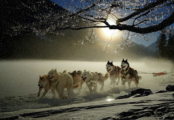 Siberian huskies running on show field during daytime