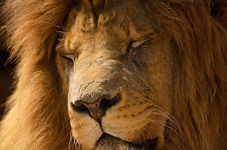 brown lion close-up photo