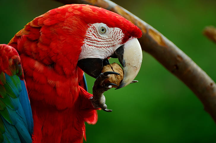 red scarlet macaw eating nut