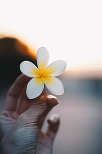 Close-up Photo of a Person Holding a Flower