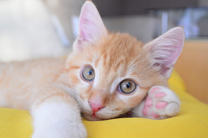 baby orange tabby kittens with blue eyes