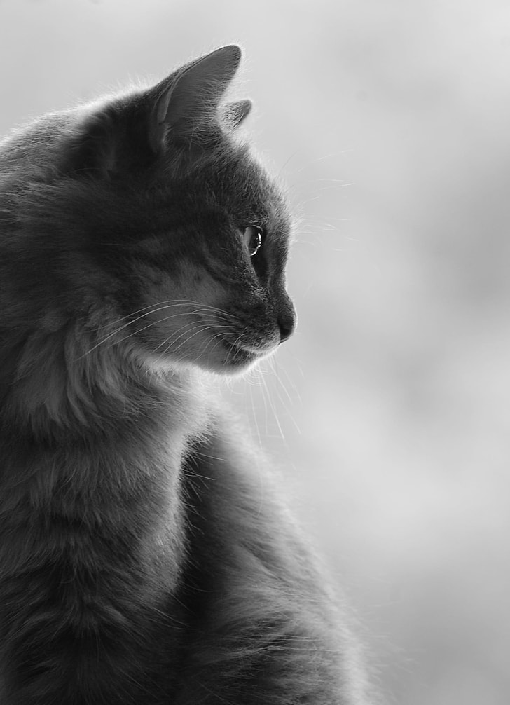 white and gray cat in white background