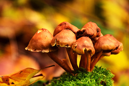 Wild mushrooms in the Autumn/Fall season