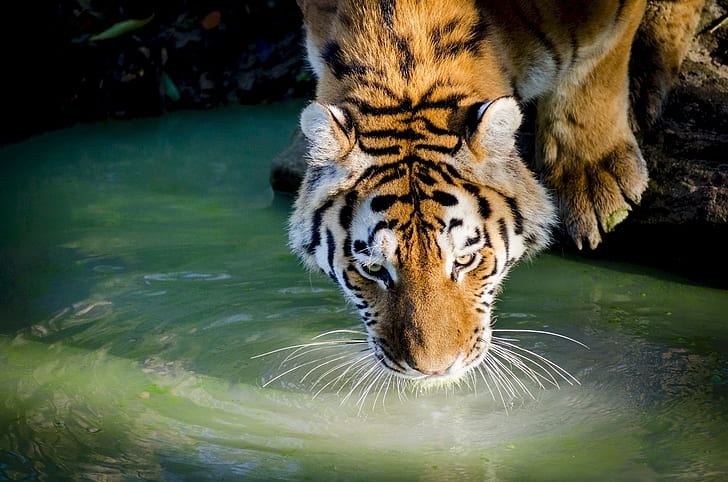 tiger drink on lake during daytime