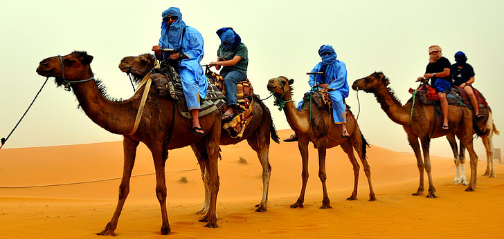 people riding camel during daytime