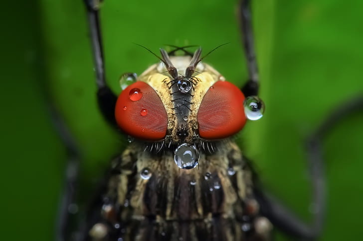 close-up photography of robberfly