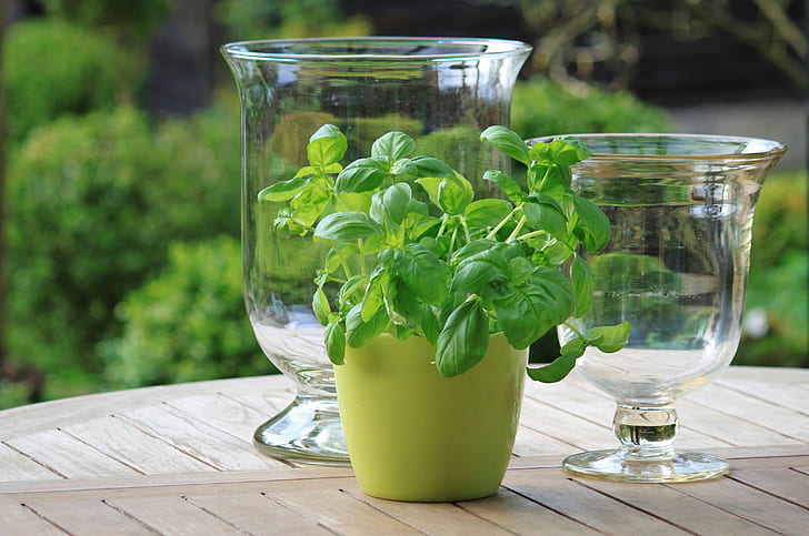 photo of green leaf plant in vase