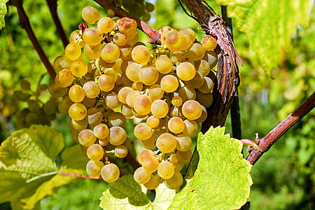 photography of yellow grapes